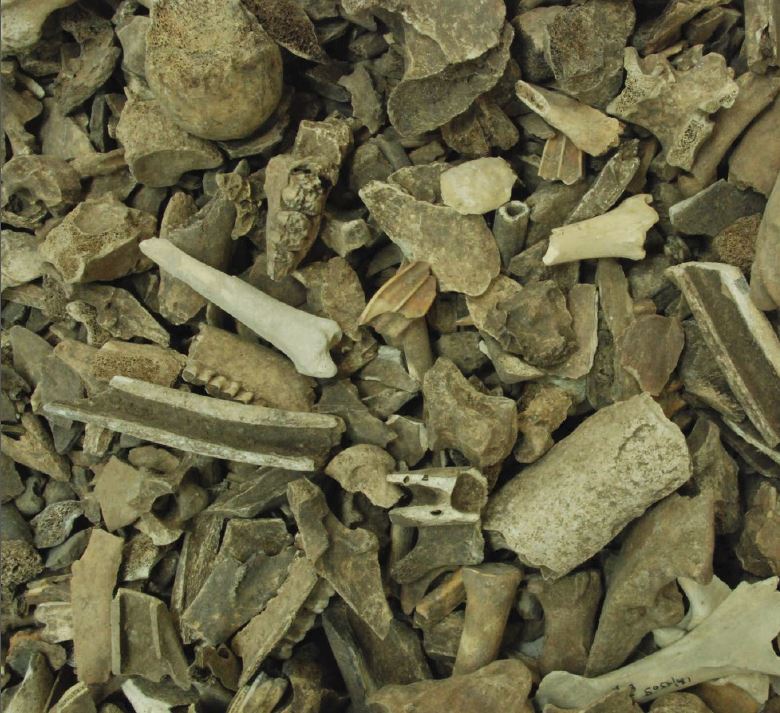 עצמות בעלי חיים מבית הכנסת בעין גדי, באדיבות רשות העתיקות